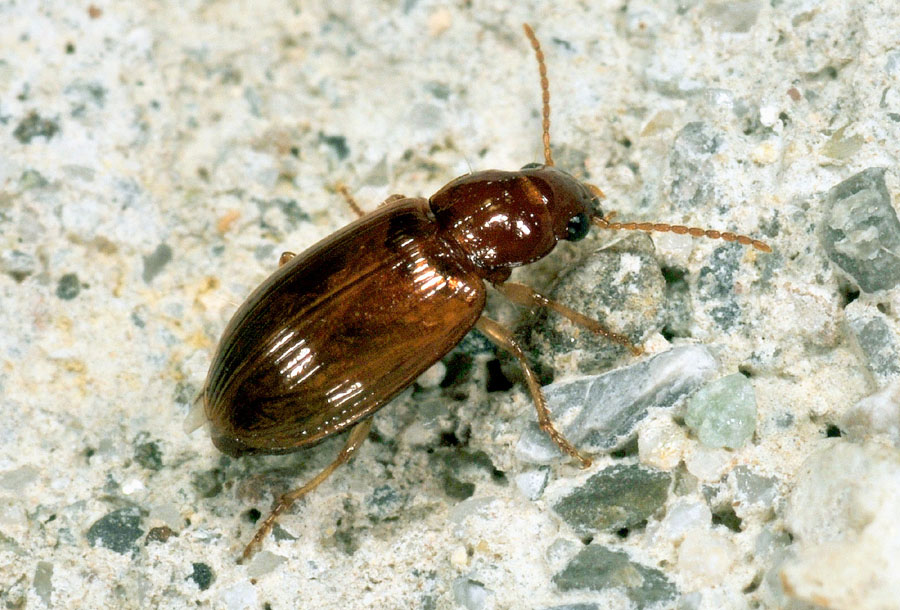 Carabidae:  Bradycellus verbasci